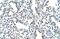 WD Repeat Domain 6 antibody, PA5-41984, Invitrogen Antibodies, Immunohistochemistry paraffin image 