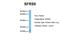 Serine And Arginine Rich Splicing Factor 9 antibody, NBP1-57465, Novus Biologicals, Western Blot image 