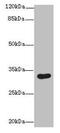 Ankyrin Repeat And SOCS Box Containing 8 antibody, CSB-PA863994LA01HU, Cusabio, Western Blot image 