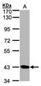 Serine/Threonine Kinase 17a antibody, LS-C185894, Lifespan Biosciences, Western Blot image 