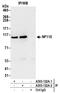Interleukin Enhancer Binding Factor 3 antibody, A303-122A, Bethyl Labs, Immunoprecipitation image 