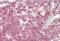 NDC80 Kinetochore Complex Component antibody, orb376143, Biorbyt, Immunohistochemistry paraffin image 