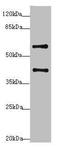 Synaptonemal Complex Central Element Protein 1 antibody, LS-C676568, Lifespan Biosciences, Western Blot image 