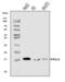 Peptidyl-prolyl cis-trans isomerase-like 3 antibody, A09246-1, Boster Biological Technology, Western Blot image 
