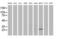 RNA Binding Protein, MRNA Processing Factor antibody, MA5-26401, Invitrogen Antibodies, Western Blot image 