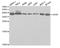 Heparin Binding Growth Factor antibody, TA332626, Origene, Western Blot image 