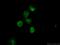 REST Corepressor 3 antibody, 55173-1-AP, Proteintech Group, Immunofluorescence image 