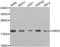 ADP Ribosylation Factor 6 antibody, LS-C332390, Lifespan Biosciences, Western Blot image 