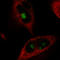 mNIFK antibody, AMAb90961, Atlas Antibodies, Immunofluorescence image 