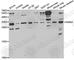 RAB6A, Member RAS Oncogene Family antibody, A5613, ABclonal Technology, Western Blot image 