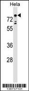 T-Box 2 antibody, 59-016, ProSci, Western Blot image 