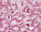 Axin 2 antibody, TA318697, Origene, Immunohistochemistry frozen image 