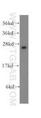 Ubiquitin C-Terminal Hydrolase L3 antibody, 12384-1-AP, Proteintech Group, Western Blot image 