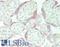 Follistatin antibody, LS-B14665, Lifespan Biosciences, Immunohistochemistry paraffin image 