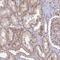 Zinc Finger CCCH-Type Containing 13 antibody, PA5-58744, Invitrogen Antibodies, Immunohistochemistry frozen image 