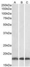 UBE2L3 antibody, NB300-841, Novus Biologicals, Western Blot image 