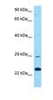 Trypsin-X3 antibody, orb326420, Biorbyt, Western Blot image 