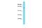 GRB2 Associated Binding Protein Family Member 4 antibody, A19486, Boster Biological Technology, Western Blot image 