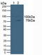 Vav Guanine Nucleotide Exchange Factor 3 antibody, LS-C296976, Lifespan Biosciences, Western Blot image 