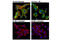 Protein Kinase C Alpha antibody, 59754S, Cell Signaling Technology, Immunocytochemistry image 
