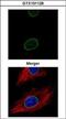 Lamin A/C antibody, PA5-78041, Invitrogen Antibodies, Immunofluorescence image 