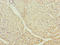 Centrin 1 antibody, LS-C675513, Lifespan Biosciences, Immunohistochemistry paraffin image 