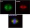 C-X-C Motif Chemokine Ligand 16 antibody, orb11355, Biorbyt, Immunofluorescence image 