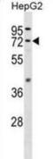 Fatty Acid Amide Hydrolase antibody, abx029243, Abbexa, Western Blot image 