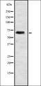 Elongation Factor For RNA Polymerase II 2 antibody, orb335067, Biorbyt, Western Blot image 