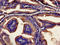 Ubiquilin 2 antibody, LS-C675091, Lifespan Biosciences, Immunohistochemistry frozen image 