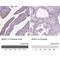 Regulatory Subunit Of Type II PKA R-Subunit (RIIa) Domain Containing 1 antibody, NBP1-94117, Novus Biologicals, Immunohistochemistry paraffin image 