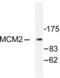 Minichromosome Maintenance Complex Component 2 antibody, LS-C176112, Lifespan Biosciences, Western Blot image 