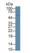 CD5 Molecule antibody, LS-C710368, Lifespan Biosciences, Western Blot image 