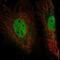 EYA Transcriptional Coactivator And Phosphatase 4 antibody, HPA004805, Atlas Antibodies, Immunofluorescence image 