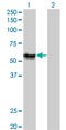 RAGE antibody, LS-C196627, Lifespan Biosciences, Western Blot image 