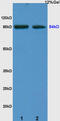 FILGAP antibody, GTX51654, GeneTex, Western Blot image 