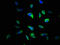 Syntaxin 4 antibody, LS-C377565, Lifespan Biosciences, Immunofluorescence image 
