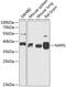 NSF Attachment Protein Gamma antibody, 15-359, ProSci, Western Blot image 