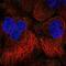 Spindle And Centriole Associated Protein 1 antibody, NBP2-39035, Novus Biologicals, Immunofluorescence image 