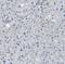 Fibrillin 1 antibody, NBP1-84723, Novus Biologicals, Immunohistochemistry frozen image 