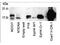 Teratocarcinoma-Derived Growth Factor 1 antibody, GTX48477, GeneTex, Western Blot image 