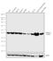 Aldolase, Fructose-Bisphosphate A antibody, 711764, Invitrogen Antibodies, Western Blot image 