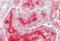 Alkaline Phosphatase, Biomineralization Associated antibody, MBS249123, MyBioSource, Immunohistochemistry paraffin image 