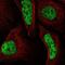 Ligand-dependent nuclear receptor corepressor-like protein antibody, NBP2-57168, Novus Biologicals, Immunofluorescence image 