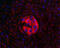 SRY-Box 6 antibody, A02877-1, Boster Biological Technology, Immunofluorescence image 