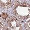 MAP7 Domain Containing 2 antibody, HPA051508, Atlas Antibodies, Immunohistochemistry frozen image 