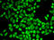 Ig kappa-b4 chain C region antibody, LS-B14308, Lifespan Biosciences, Immunofluorescence image 