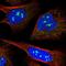 Protein Phosphatase 2 Regulatory Subunit B''Alpha antibody, NBP1-87233, Novus Biologicals, Immunofluorescence image 