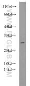 Peroxiredoxin 4 antibody, 10703-1-AP, Proteintech Group, Western Blot image 