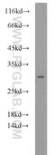 Peroxiredoxin-4 antibody, 10703-1-AP, Proteintech Group, Western Blot image 